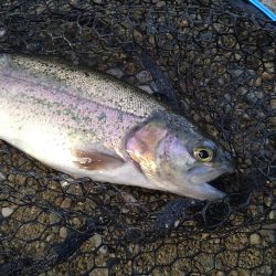 クランクベイトに好反応